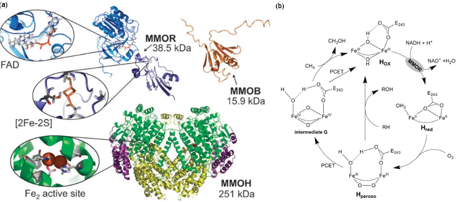 Figure 1.2: The sMMO structure and mechanism. (a) The structure of MMOH (pdb: 1MTY), MMOB (pdb: 1CKV), and MMOR (pdb: 1JQ4) with the cofactors highlighted, reproduced from ref 17