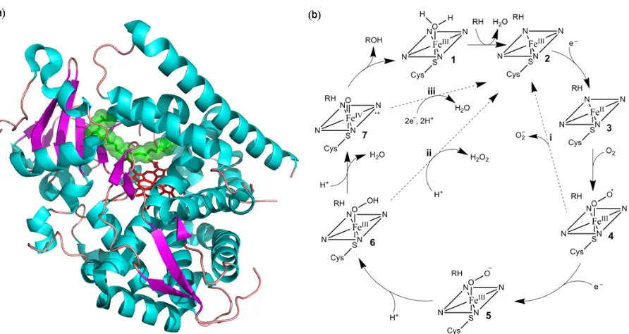 Figure 1.3: Cytochrome P450 structure and catalytic cycle; (a) the structure of the hydroxylase domain of CYP102A1 (BM3) with the heme shown in red and the substrate N-palmitoyl glycine substrate shown in green (pdb: 1JPZ); (b) the P450 catalytic cycle (see text for details)  