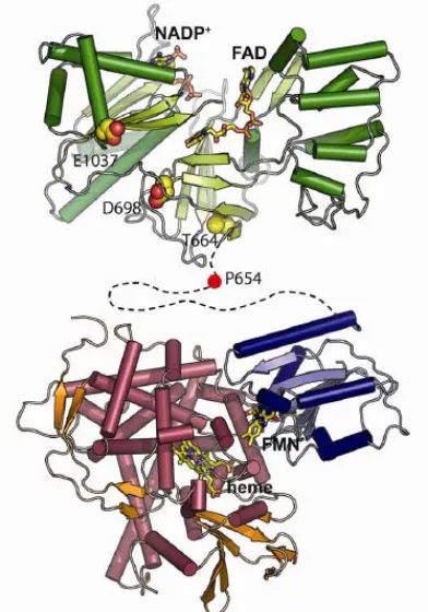 Figure 2.2: Map of the activity-enhancing reductase domain mutations on a homology model of  P450BM3 FAD-binding domain prepared on the basis of the rat cytochrome P450 reductase structure (PDB: 1AMO (36))