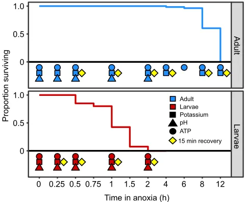 Fig. 1. Anoxia survival and sample collection times. Survival from anoxicexposure of various durations for adult (top panel) and larvae (bottom panel)Drosophila melanogaster from Callier et al
