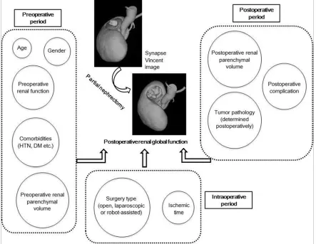 Figure 1. Associations of multiple factors that are categorized as data from pre-, intra- and postoperative periods with postoperative renal global function in PN