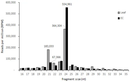 Figure 2. Small interfering RNA read abundance in grapevine young leaf and EC tissue by fragment  size