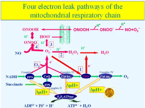 Figure 1. The dark cycles are the enzymes involved in ATP synthesis of four electron leak pathways established in our lab