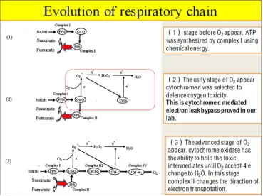 Figure 2. The red square shown in (2) is the two electron leak pathways mediated by cytochrome c proved in our lab