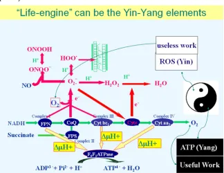 Figure 5. Respiratory chain as Yin-Yang elements of TCM theory. 