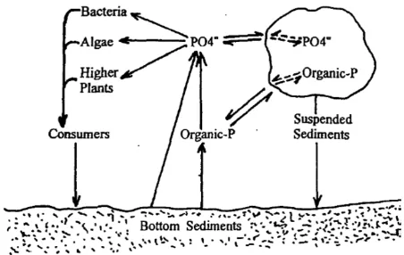 Figure 4: Phosphorus availability in water, (Correll 1998). 