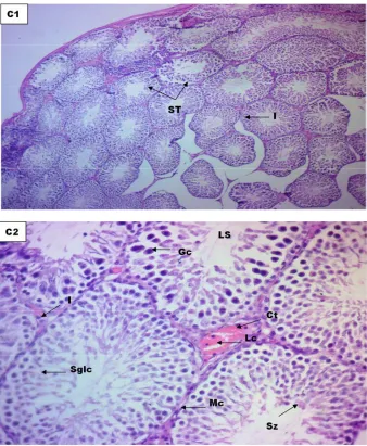 Figure 7. Photomicrographs of Testes of Rat treated with 178.88mg/kgethanolic extract of Icaciniamanni tuber (group C) stained with H & E method at Mag