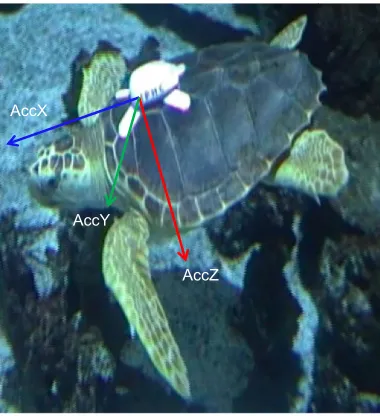 Fig. 1. Accelerometer attachment. A captive loggerhead turtle equipped witha bio-logger (WACU) attached to the carapace using waterproof double-backed adhesive tape