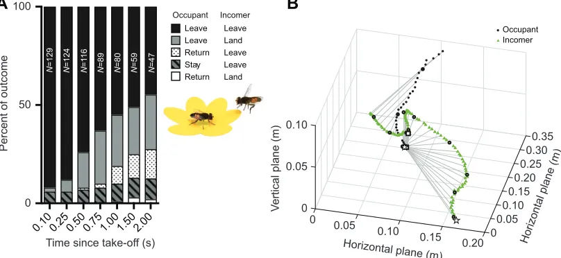 Fig. 1. Interaction outcome. (A) The bar graph shows the outcome of interactions between a feeding female Eristalis (occupant) and an approaching insect(incomer)