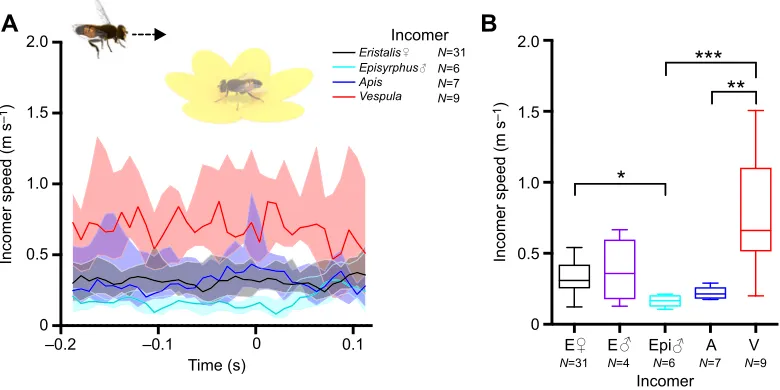 Fig. 2. Incomer speed does not increase as it approaches the flower. (A) Incomer speed as a function of the time of occupant take-off