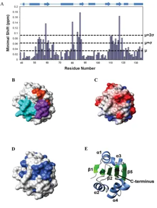 Figure 5Mapping of the b to b′ domain interface on the b domain of ERp27(A) Histogram showing the minimal chemical shifts per residue for ERp27 b (residues 39–135)