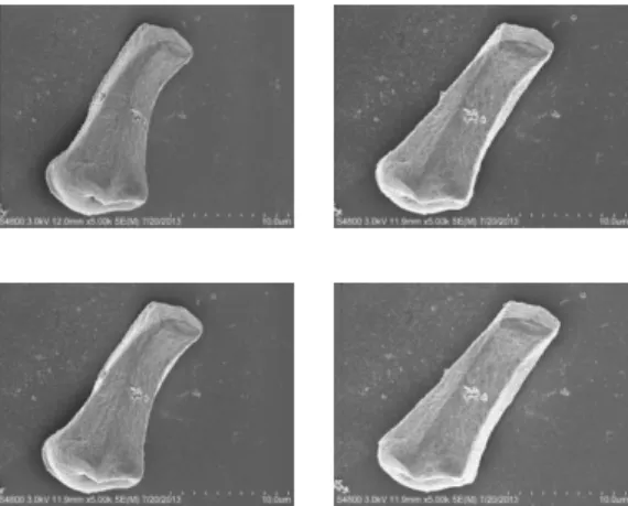 Fig 5. We took multiple 2D images from a Tapetal  cell using Scanning Electron Microscope (SEM)