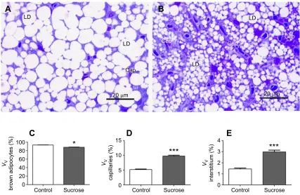 Fig. 1. Effects of sucrose overfeeding on histological and major stereological parameters of brown adipose tissue (BAT)