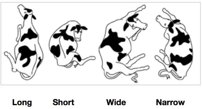 Figure 3: Potential lying/resting positions for dairy cows (DeLaval, 2007) 