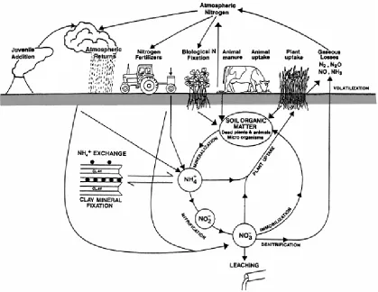 Figure 2-1 The Nitrogen Cycle.  