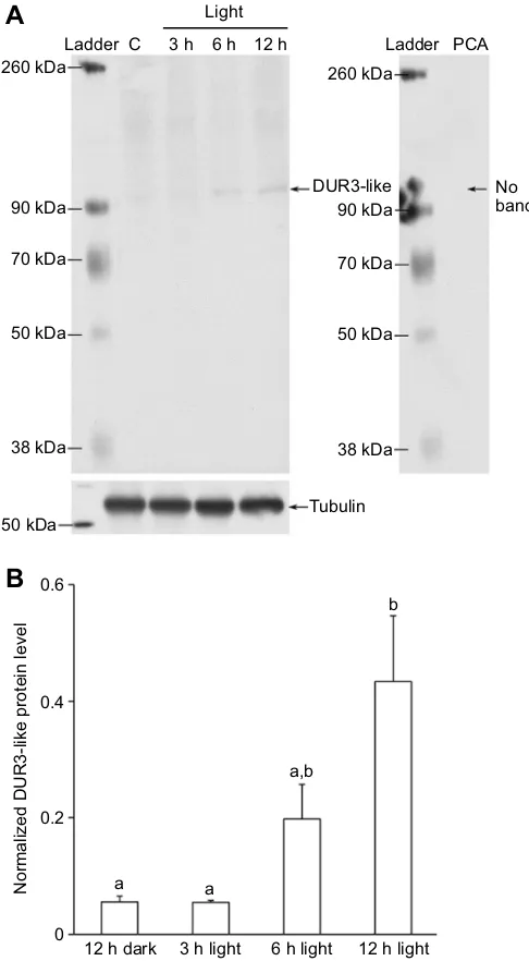 Fig. 3. mRNA expression of DUR3-like12 h. in T. squamosa kept in darkness for OM, outer mantle; IM, inner mantle; C, ctenidium; FM, foot muscle; AM,adductor muscle; K, kidney; H, hepatopancreas; NTC, no-template control.