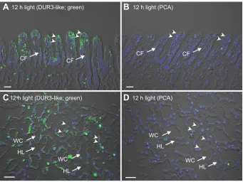 Fig. 6. Immunofluorescence localization of DUR3-like in T. squamosa. (A) Immunofluorescence localization of DUR3-like in the ctenidial filaments (CFs) ofthe ctenidium of T