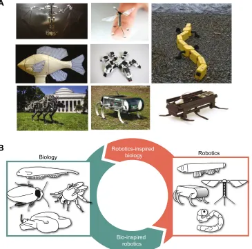 Fig. 1. Examples of bio-inspired roboticsystems. (A) Bio-inspired robots thatmimic flying, running, swimming andcrawling organisms
