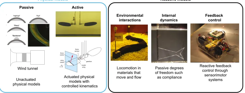 Fig. 2. Overview of selected physical and reactive models employed in robotics-inspired biology research
