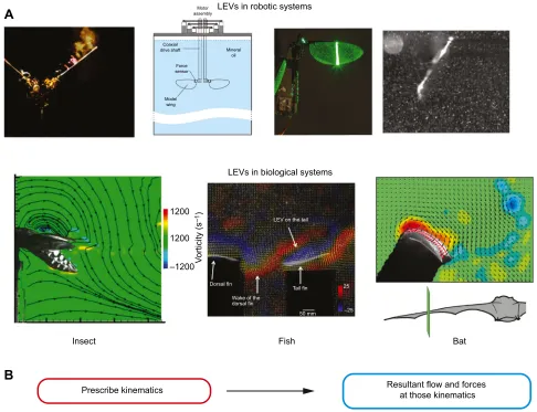 Fig. 3. The leading edge vortex (LEV): from mechanical systems to biology. (A) LEVs observed remaining attached to robotic experimental systems (top) ledto biologists searching for and discovering LEVs in oscillatory locomotion through fluids (bottom)