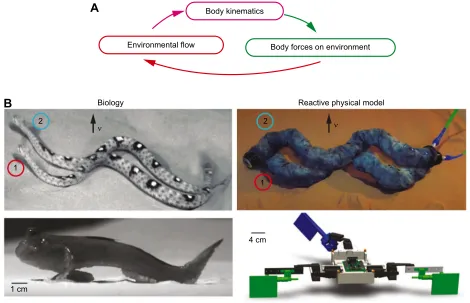 Fig. 4. Locomotion in flowable and reactive environments. Examples of locomotion on and within flowable substrates