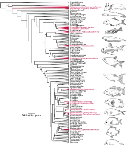 Fig. 1. The phylogenetic placement of the 14 studied species (in red font). Drawings illustrate the diversity in mouth and body morphology during feedingstrikes across the studied species, as observed in our videos