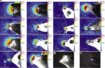 Fig. 2. The diversity of mouth morphology and suction flows across aquatic suction feeders