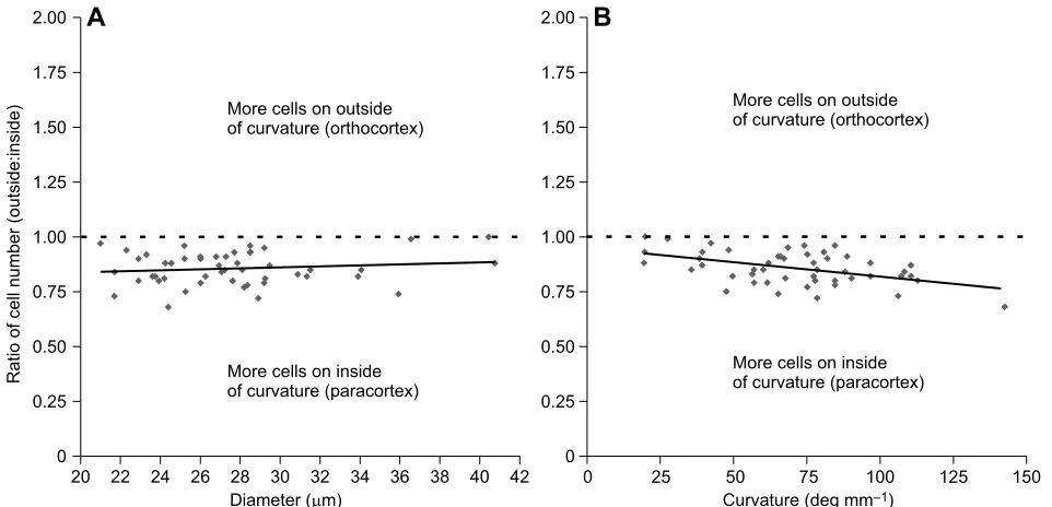 Fig. 9. Summary of findings concerning a modelof intrinsic fibre curvature caused by thedifference in orthocortical and paracortical celllength