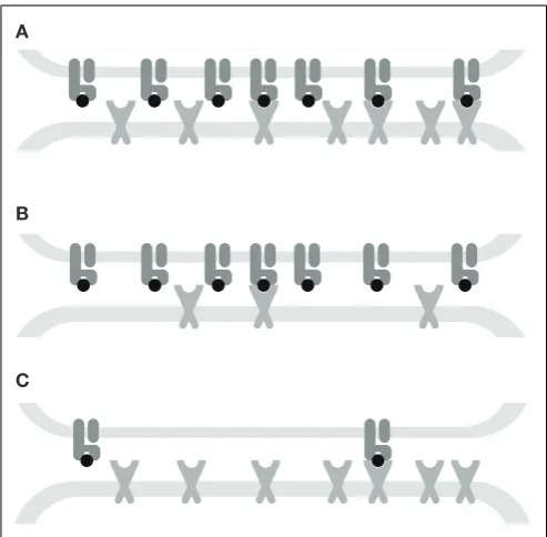 FIGURE 7 | Interplay between kinetic parameters and receptordensitiesproportional to the TCR density and is monotone decreasing in