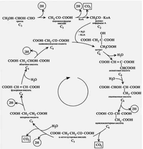 Figure 4. This is a typical Krebs cycle diagram. 