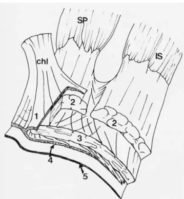Figure 1. Schematic diagram of a rotator cuff dissection sec- sec-tioned transversely to demonstrate the 5-layer histologic configuration of the cuff