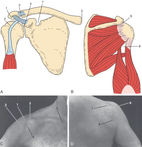 Figure 46-1  Musculoskeletal (A and B) and topographic (C and D) areas localizing pain and tenderness associated with specific shoulder problems