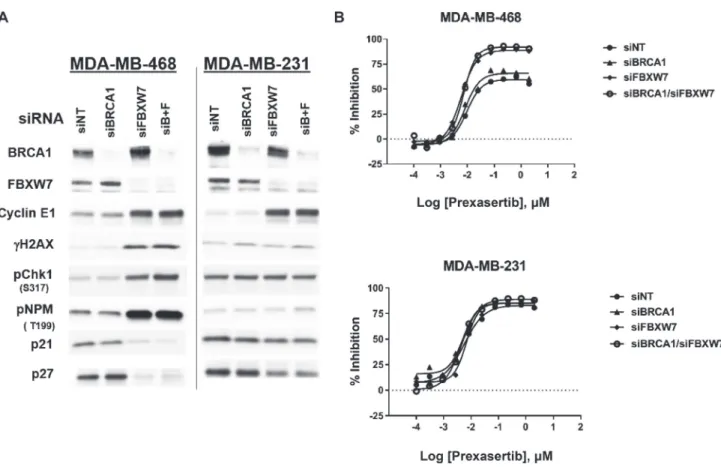 Figure 1: Effect of FBXW7 knockdown on cyclin E1 levels and prexasertib sensitivity.  Two triple-negative breast cancer  tumor cell lines, MDA-MB-468 and MDA-MB-231, were exposed to siNT (non-target), siFBXW7, siBRCA1, or a combination of the two  for 48 h