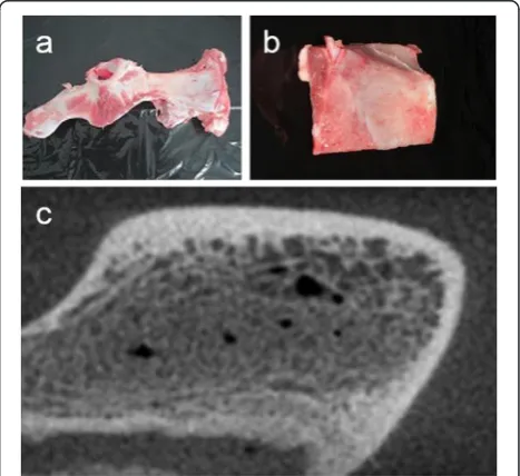 Figure 1 The bone model in this study (a pig's ilium). (a)picture of the ilium.(c) The whole (b) The flat part of the posterior margin of the ilium