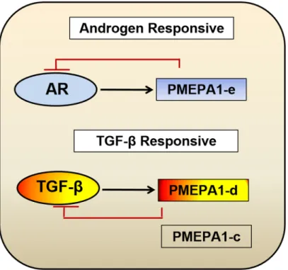 Figure 8: Model for biological function categorization of PMEPA1 isoforms (c, d and e) in the context of prostate  cancer