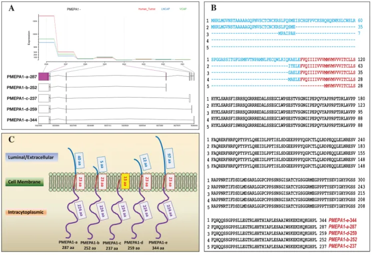 Figure 1: Identifications and expressions of PMEPA1 isoforms in prostate cells.  (A) Analysis of RNA Seq data from LNCaP,  VCaP prostate cancer cell lines and TCGA human prostate tumors for PMEPA1 gene isoforms
