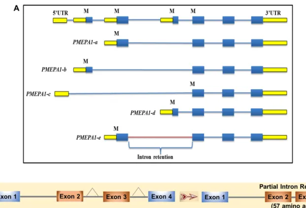 Figure 2: PMEPA1 splice variants (isoforms) exon-intron structure.  (A) Genome schematic representation of PMEPA1  isoforms