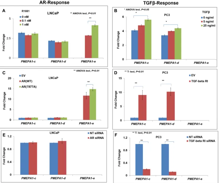 Figure 3: The PMEPA1 isoforms (c, d and e) were categorized into two subgroups in prostate cancer cells: androgen  responsive and TGF-β responsive