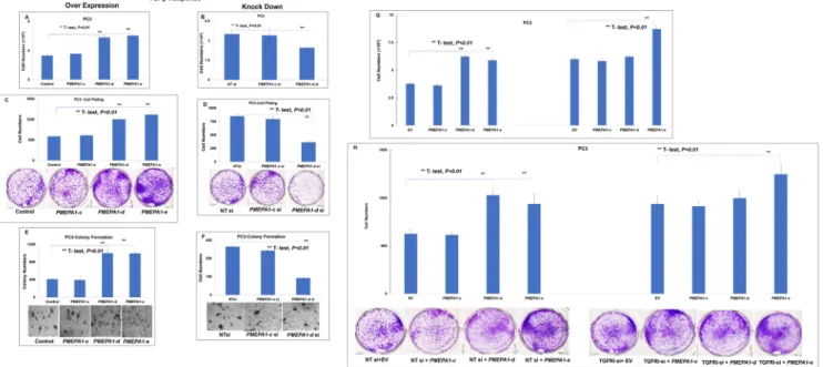 Figure 4: PMEPA1 isoform -d and -e promoted the growth of PC3 cells.  PC3 cells were transfected with pcDNA3.1-PMEPA1-c,  -d and -e individually and pcDNA3.1 as control