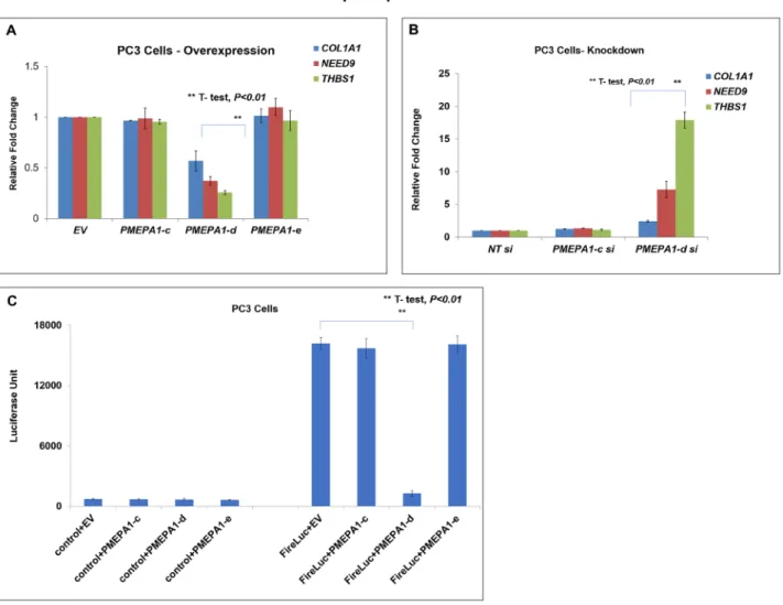 Figure 5: PMEPA1-d isoform inhibited TGF-β signaling in PC3 cells.  (A) PC3 cells were transfected with expression plasmids  of PMEPA1 isoform c, d and e as indicated