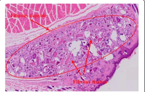 Fig. 3 Histologic finding of DDM with PDRN after 2 weeks (H-E xstain,×500). The finding showed fibroblast-like cells before phenotypictransformation and activated osteoblast-like cells