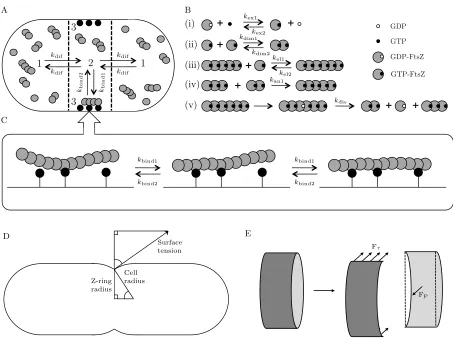 Fig. 1 Schematic diagram of the cell model used in this work. (A) The cell is conceptually divided into three compartments: the cell caps (1), the midcell (2),Length (ALength (i)(n − 1)µTime (s)EA(Time (s)FBn − 2)µi)Length (i)and the midcell membrane (3)