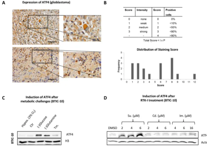 Figure 2: ATF4 protein expression in human resection material and response to metabolic challenges and RTK-Is 