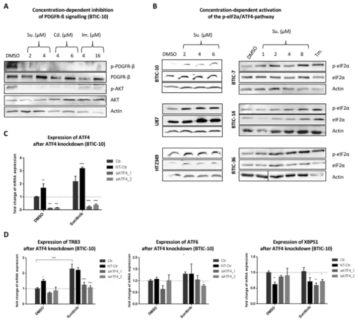 Figure 3: Downstream-signaling after treatment with RTK-Is.  (A) BTIC-10 cells were cultured in growth-factor free media 