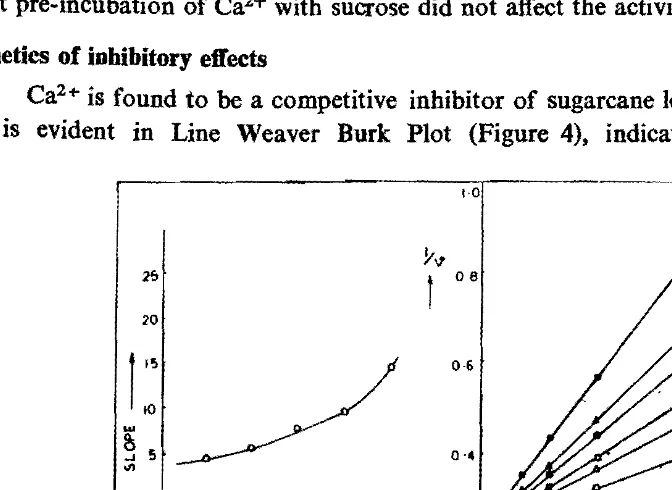 Fig. 4. Lineweaver-burk plots showing competitive type of inhibition of sugarcane leaf sheath invertase by Cal +