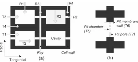 Fig. through a cell wall and 5. a Primary paths for tangential and radial moisture transport b secondary paths through a pit5