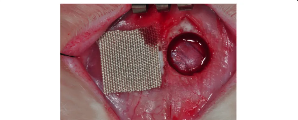 Fig. 1 Bilateral parietal bone defect of rabbits. The right side contained 4HR-incorporated SFM, and the left side served as the uncovered control.4HR 4-hexylresorcinol, SFM silk fabric membrane