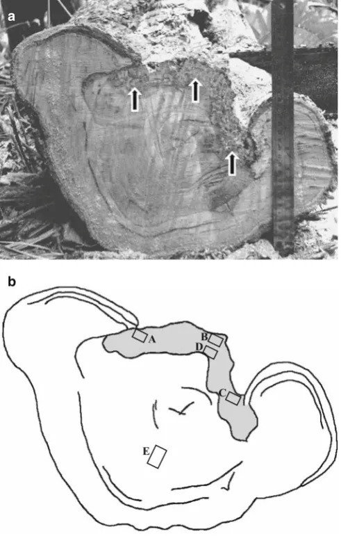 Fig. 1. showing decay at the canker margin (decayed wood adjacent to the region of sound wood; a Cross-cut surface of Shorea smithiana log with exposed wood arrows)