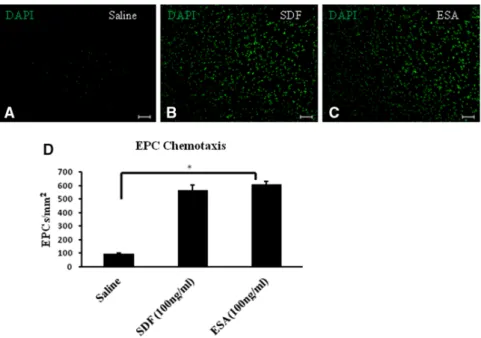 Figure 3. Transwell migration assay. 