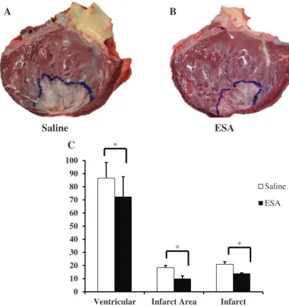 Figure 8. Left ventricle (LV) infarct area. Hearts  were explanted and opened longitudinally